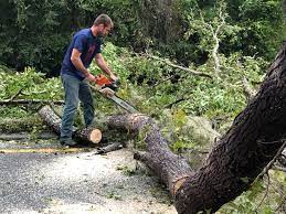 Trusted West Fairview, PA Tree Care Experts