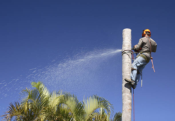 How Our Tree Care Process Works  in  West Fairview, PA