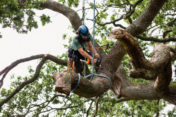 Leaf Removal in West Fairview, PA